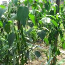 오이씨농장1 이미지