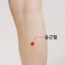 [촌철지압] ‘승근혈’ -허리 당기고 아플 땐 이미지