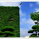 하늘담쟁이 이미지