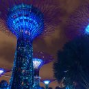 소프트 샌즈(SOFT SANDS) | 싱가포르 가든스 바이더베이 입장권 할인 예약 &amp; 관람 소요시간 팁 (클라우드 포레스트/플라워 돔)