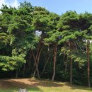최익현 최영조 유배일기 | 호서유학 변천의 발자취 (2)—③ 예산 최익현 묘소 / 홍성 양곡사