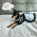 도그파파안 이미지