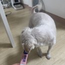 건강과 행복 | 바이트라이프 라이퓨 영양스틱 복용 후기 반려동물 건강과 행복을 동시에