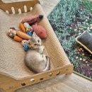 달콤하니냥 이미지