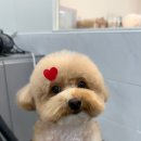 댕댕그루밍 네이버블로그