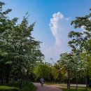 이팝나무길 이미지