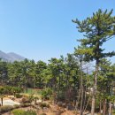 캐슬펜션 | 애견 동반 펜션 블루캐슬펜션 후기