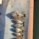 돌산해양낚시공원낚시터 이미지