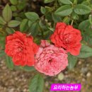 앞뜰농장 이미지