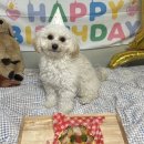 댕스터 셰프 이미지