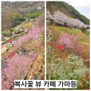 가마등 | [부산 근교 양산 원동] 환상적인 복사꽃 뷰 베이커리 카페 가마등 재방문 후기/지금 개화절정 서두르세요