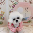 레이카운티 GS프레쉬 앞 | 부산강아지미용 잘하는 거제동 말랑멍무 추천