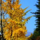 단풍나무 이미지