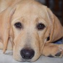 운정호수동물메디컬센터 이미지