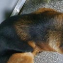 크라운 그루밍 이미지