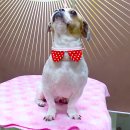 퍼피 투게더 이미지