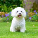 웃는 강아지 이미지