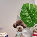 러브펫살롱 이미지