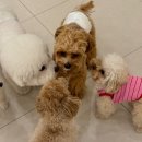 일산애견 이미지