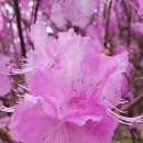 진달래카페 이미지