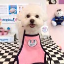 해피애견 미용실 이미지