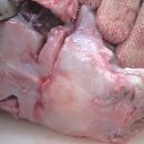 수정갈비 이미지