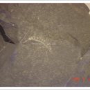 영월화석박물관 이미지