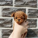 분당 요미독앤캣 강아지분양 고양이분양 | 명동강아지분양 찾았어요 탁월한 선택 후기