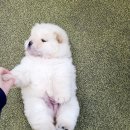 멍스타 김포강아지 분양 이미지