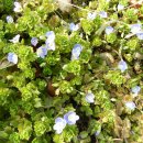 안양새물공원 이미지