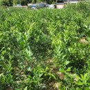 고흥2농장 이미지