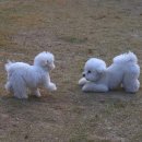 플레이 바우 이미지