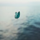 [행복한 詩 읽기] 바다와 나비 (김기림) 이미지