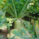 오만농장 이미지