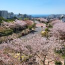 일광신도시문화센터 1(삼성리 산22-2) | [공지] 저렴한 원룸 제주 한달살기 숙소 추천 - 벚꽃뷰 바다뷰 전망 위치 좋은 서귀포 더하루 - 제주...