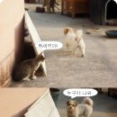 개와고양이 이미지