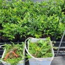 풀로만목장 이미지