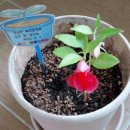 선화양봉 이미지