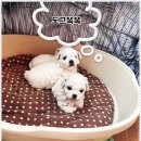 미니퍼피 이미지