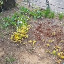 복지도우미(3통장집) 이미지