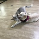 로이네 애견호텔 이미지