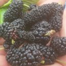 미옥농장 이미지