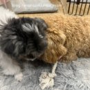 멍냥디저트 이미지