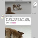 부산대형견호텔 24시 강아지유치원 목욕 대견하개 서면점 이미지