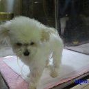 누들쇼크 이미지