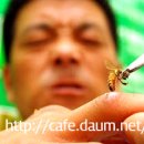 봉독(침)요법(蜂毒 針療法, Apitherapy, Bee venom therapy) 이미지