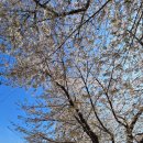 간선-35 | 서울 안양천 벚꽃엔딩｜4월 15일, 서울둘레길 14코스 벚꽃 산책 후기