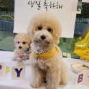 루프앤독 이미지