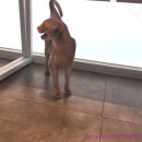 24시 글로리 동물병원 이미지