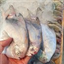 10월 14일(금)목포는항구다 생선카페 판매생선[ "추천" 3단병어 / 아나고장어(대), 달돔살(생물), 홍가리비 ] 이미지